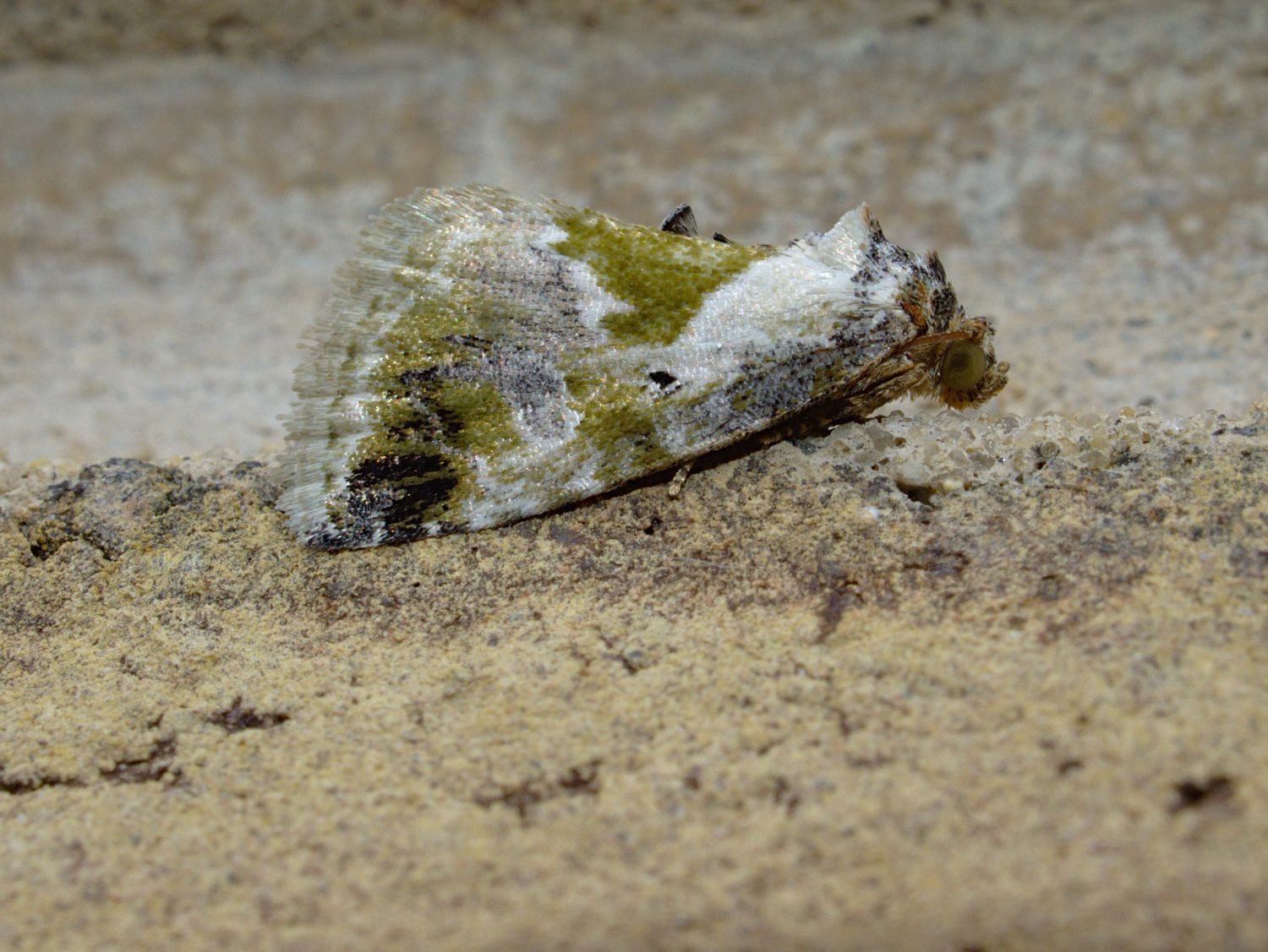 Bird scat_20200616.jpg